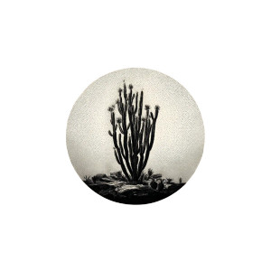 Cacti Iconography Poster Vinyl Car Decal Sticker – Waterproof & UV-Resistant 8"