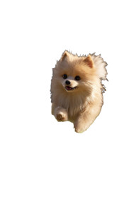 Fluffy Pomeranian Running Vinyl Car Decal Sticker – Waterproof & UV-Resistant 8" Fluffy Pomeranian Running Vinyl Car Decal Sticker – Waterproof & UV-Resistant 8"