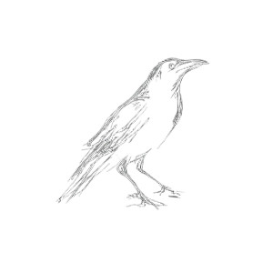 Minimalist Crow Sketch Vinyl Car Decal Sticker – Waterproof & UV-Resistant 8"