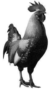 Bauhaus Rooster Poster Vinyl Car Decal Sticker – Waterproof & UV-Resistant 8" Bauhaus Rooster Poster Vinyl Car Decal Sticker – Waterproof & UV-Resistant 8"