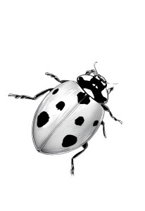 Elegant Ladybug Illustration Vinyl Car Decal Sticker – Waterproof & UV-Resistant 8"