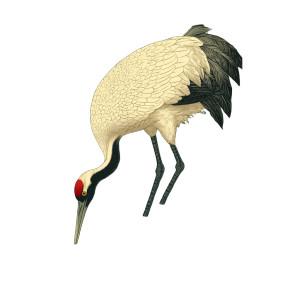 Crane Hunting Koi Vinyl Car Decal Sticker – Waterproof & UV-Resistant 8"