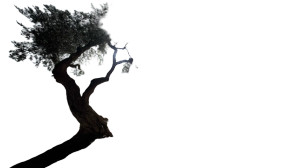 Olive Grove Moonlight Vinyl Car Decal Sticker – Waterproof & UV-Resistant 8"