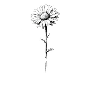 Simple Daisy Drawing Vinyl Car Decal Sticker – Waterproof & UV-Resistant 8"