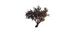 Desert Tree Growth Vinyl Car Decal Sticker – Waterproof & UV-Resistant 8"