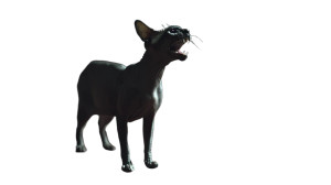 Hairless Cat Stretch Vinyl Car Decal Sticker – Waterproof & UV-Resistant 8" Hairless Cat Stretch Vinyl Car Decal Sticker – Waterproof & UV-Resistant 8"