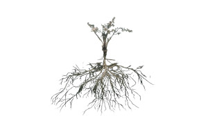 Deep Growing Roots Vinyl Car Decal Sticker – Waterproof & UV-Resistant 8"