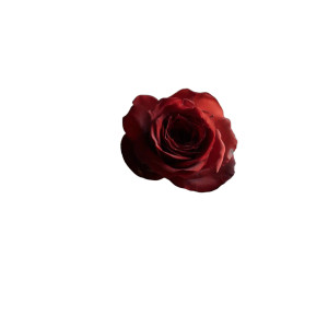 Book With Rose Vinyl Car Decal Sticker – Waterproof & UV-Resistant 8" Book With Rose Vinyl Car Decal Sticker – Waterproof & UV-Resistant 8"