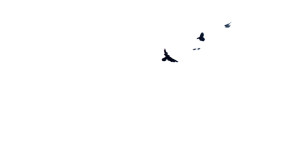 Murder Of Crows V2 Vinyl Car Decal Sticker – Waterproof & UV-Resistant 8"
