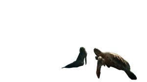 Ancient Turtle Swim Vinyl Car Decal Sticker – Waterproof & UV-Resistant 8"