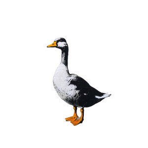 Duck By Banksy Vinyl Car Decal Sticker – Waterproof & UV-Resistant 8" Duck By Banksy Vinyl Car Decal Sticker – Waterproof & UV-Resistant 8"