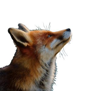 Hopeful Fox Vinyl Car Decal Sticker – Waterproof & UV-Resistant 8" Hopeful Fox Vinyl Car Decal Sticker – Waterproof & UV-Resistant 8"