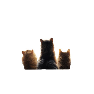 Space Meow Vinyl Car Decal Sticker – Waterproof & UV-Resistant 8"