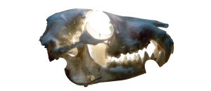 Burning Candle Skull Vinyl Car Decal Sticker – Waterproof & UV-Resistant 8"