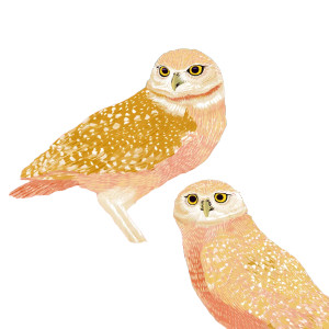 Florida Burrowing Owl Vinyl Car Decal Sticker – Waterproof & UV-Resistant 8"