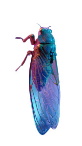 Robotic Cicada Close-Up Vinyl Car Decal Sticker – Waterproof & UV-Resistant 8"