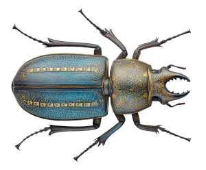 Metallic Beetle Macro Vinyl Car Decal Sticker – Waterproof & UV-Resistant 8"