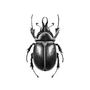 Beetle Linocut Vinyl Car Decal Sticker – Waterproof & UV-Resistant 8"