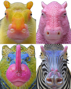 Safari Platypus Lion Vinyl Car Decal Sticker – Waterproof & UV-Resistant 8"