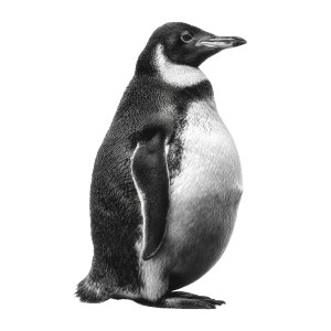 Penguin Portrait V2 Vinyl Car Decal Sticker – Waterproof & UV-Resistant 8"