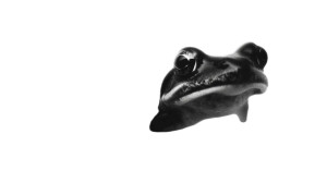 Black Frog Portrait Vinyl Car Decal Sticker – Waterproof & UV-Resistant 8"