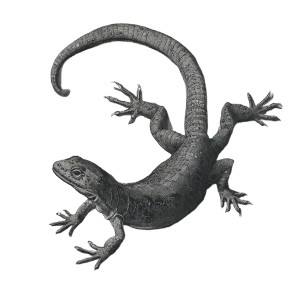 Salamander Etching Vinyl Car Decal Sticker – Waterproof & UV-Resistant 