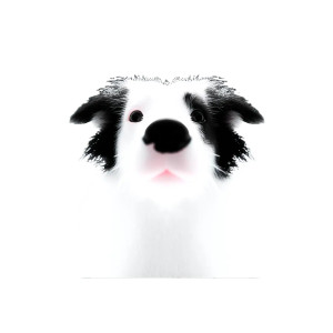 Border Collie Heaven Vinyl Car Decal Sticker – Waterproof & UV-Resistant 8"