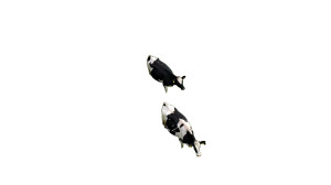 Cows In Grassland Vinyl Car Decal Sticker – Waterproof & UV-Resistant 8" Cows In Grassland Vinyl Car Decal Sticker – Waterproof & UV-Resistant 8"