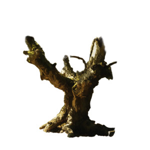 Old Oak Tree Vinyl Car Decal Sticker – Waterproof & UV-Resistant 8" Old Oak Tree Vinyl Car Decal Sticker – Waterproof & UV-Resistant 8"