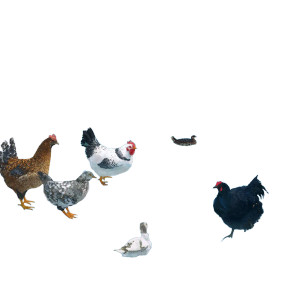 Chickens On Ice Vinyl Car Decal Sticker – Waterproof & UV-Resistant 8"