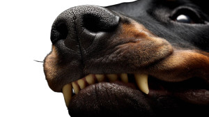 Canine Teeth Close-Up Vinyl Car Decal Sticker – Waterproof & UV-Resistant 8"