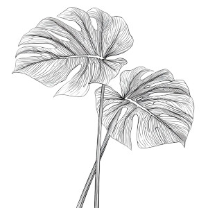 Large Monstera Leaves Vinyl Car Decal Sticker – Waterproof & UV-Resistant 8" Large Monstera Leaves Vinyl Car Decal Sticker – Waterproof & UV-Resistant 8"