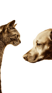 Cat And Dog V3 Vinyl Car Decal Sticker – Waterproof & UV-Resistant 8"