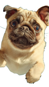 Pug In Sky Vinyl Car Decal Sticker – Waterproof & UV-Resistant 8" Pug In Sky Vinyl Car Decal Sticker – Waterproof & UV-Resistant 8"