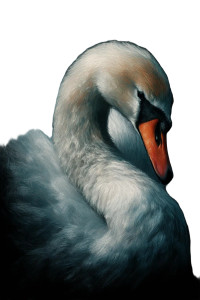 Gorgeous Swan Vinyl Car Decal Sticker – Waterproof & UV-Resistant 8"