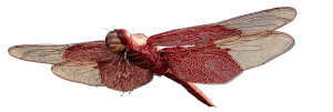 Red Dragonfly Kite Vinyl Car Decal Sticker – Waterproof & UV-Resistant 8"