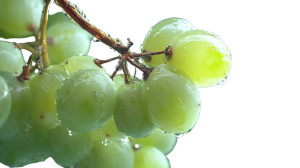 Green Grape Cluster Vinyl Car Decal Sticker – Waterproof & UV-Resistant 8" Green Grape Cluster Vinyl Car Decal Sticker – Waterproof & UV-Resistant 8"