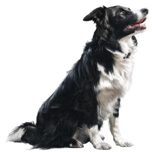 Border Collie Sitting Vinyl Car Decal Sticker – Waterproof & UV-Resistant 8"