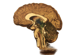 Human Brain Diagram Vinyl Car Decal Sticker – Waterproof & UV-Resistant 8"