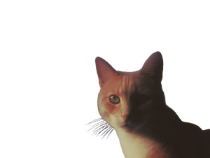 Dreamy Eyed Cat Vinyl Car Decal Sticker – Waterproof & UV-Resistant 8"