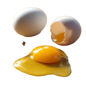 Egg Yolk Examination Vinyl Car Decal Sticker – Waterproof & UV-Resistant 8"