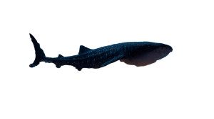 Whale Shark City Vinyl Car Decal Sticker – Waterproof & UV-Resistant 8" Whale Shark City Vinyl Car Decal Sticker – Waterproof & UV-Resistant 8"