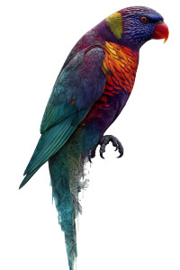 Colorful Lorikeet Bird Vinyl Car Decal Sticker – Waterproof & UV-Resistant 8"