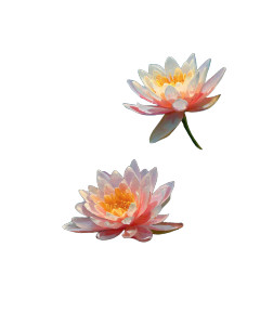 Dreamy Water Lilies Vinyl Car Decal Sticker – Waterproof & UV-Resistant 8"