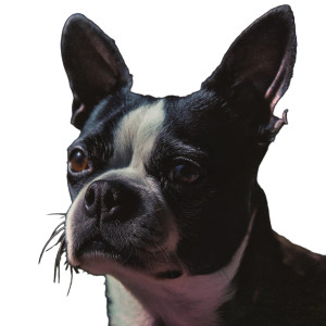Boston Terrier Vinyl Car Decal Sticker – Waterproof & UV-Resistant 8" Boston Terrier Vinyl Car Decal Sticker – Waterproof & UV-Resistant 8"