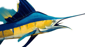 Stylized Sailfish Illustrations Vinyl Car Decal Sticker – Waterproof & UV-Resistant 8"