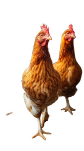 Dancing Chickens Vinyl Car Decal Sticker – Waterproof & UV-Resistant 8"