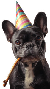 Party Bulldog V2 Vinyl Car Decal Sticker – Waterproof & UV-Resistant 8"