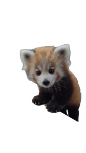 Red Panda Cub Vinyl Car Decal Sticker – Waterproof & UV-Resistant 8" Red Panda Cub Vinyl Car Decal Sticker – Waterproof & UV-Resistant 8"