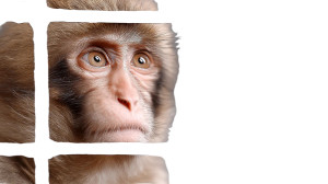 Monkey At Zoo Vinyl Car Decal Sticker – Waterproof & UV-Resistant 8"
